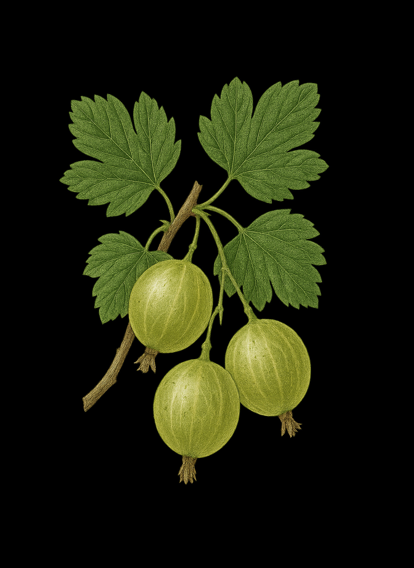 Luvio print collateral — fruit illustration and brand details