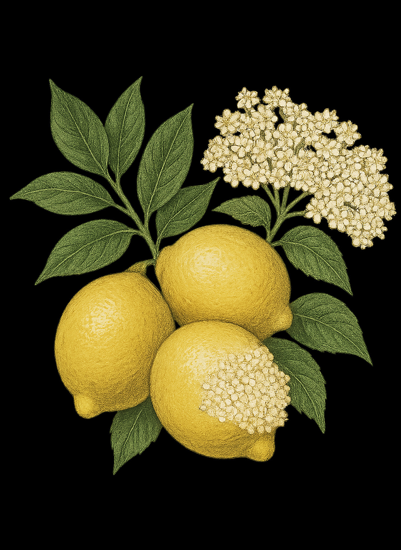 Luvio jam branding — fruit and blossom composition